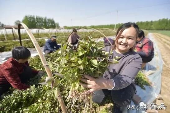 茌平最新二手楼房出售,茌平最新二手楼房出售，市场概况与购房指南